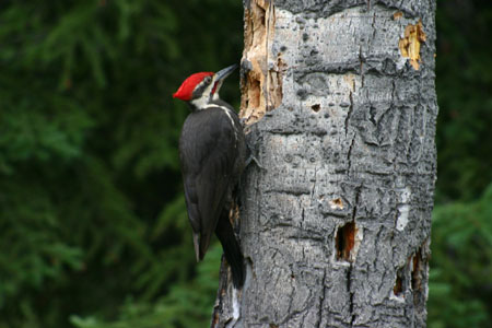 Canada_Road_Trip_09
