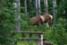 Canada_Road_Trip_16