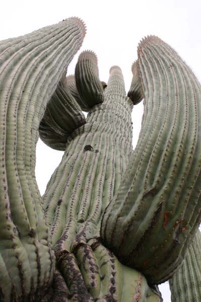 CloseUp1