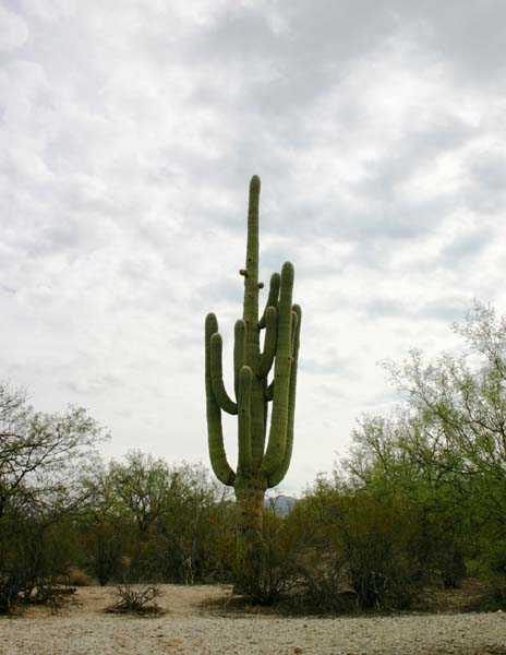 GiantSaguaro