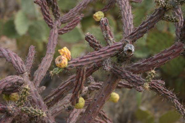 Saguaro