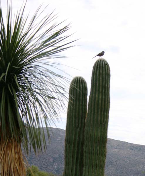 Saguaro