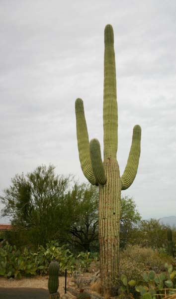 Saguaro