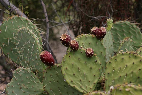 Saguaro