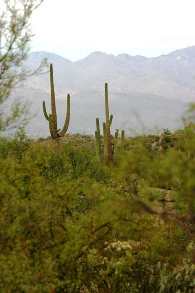 Saguaro
