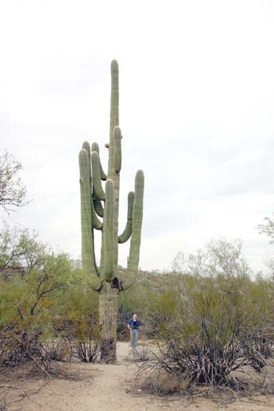 Saguaro