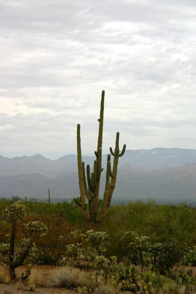 Saguaro