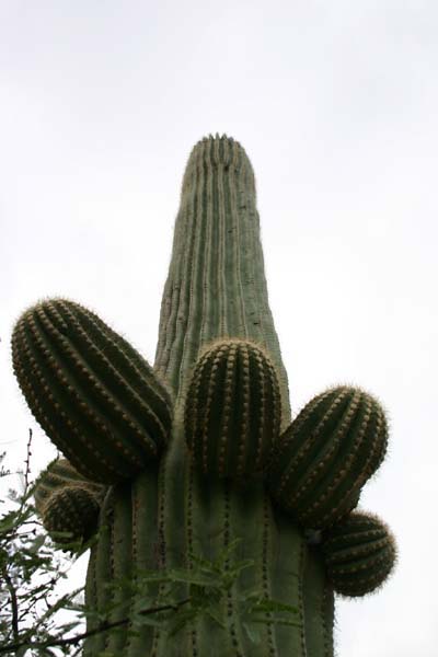 Saguaro