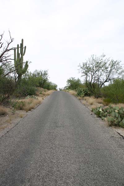 Saguaro