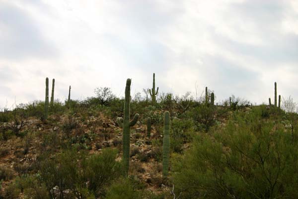Saguaro
