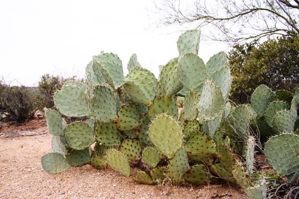 Saguaro