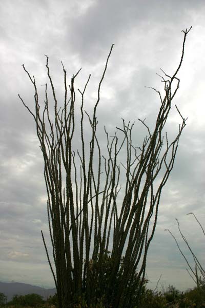 Saguaro