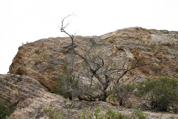 Saguaro