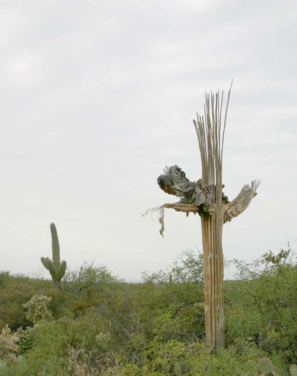 Saguaro