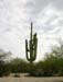 GiantSaguaro