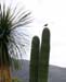 Saguaro