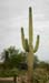 Saguaro