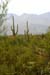 Saguaro