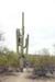 Saguaro