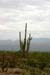 Saguaro