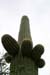 Saguaro