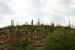 Saguaro