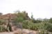 Saguaro
