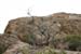 Saguaro