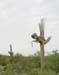 Saguaro
