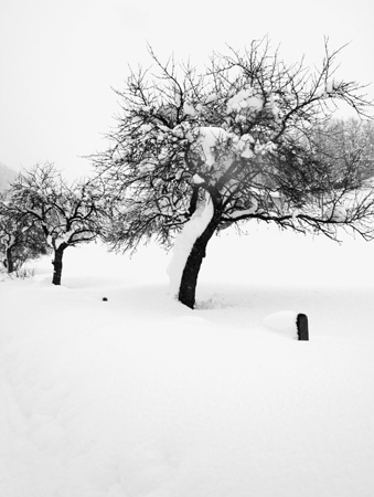 TheBigSnow15