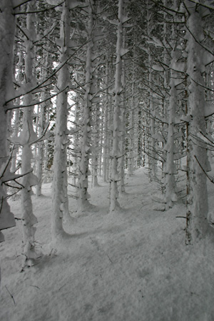 TheBigSnow17