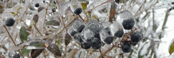 Ice Storm