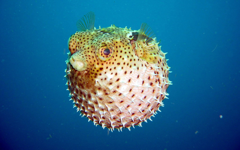 puffer-fish-wallpaper