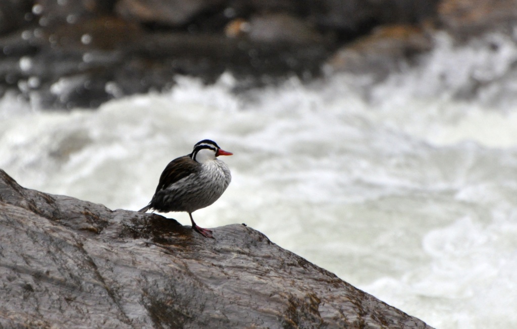 Torrent Duck