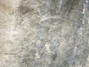 cave carvings of bulls