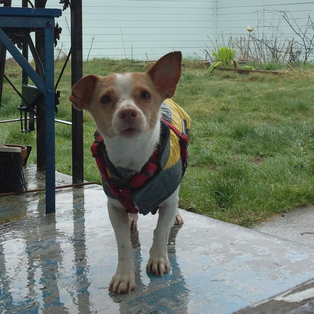 raincoat dog