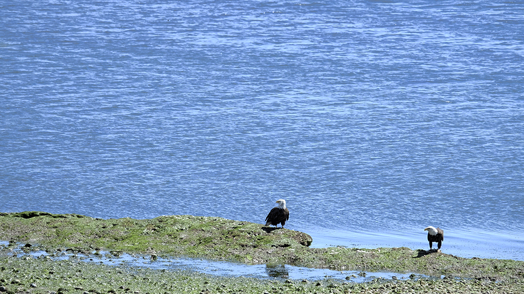 Bald eagles looking for snacks