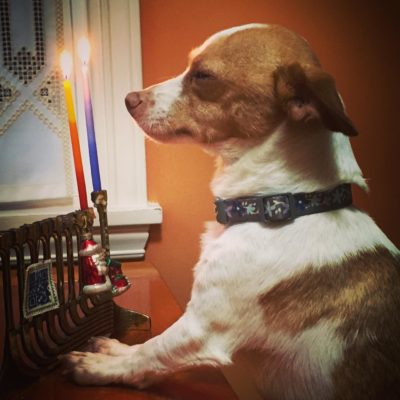 Harley the Dog with a menorah