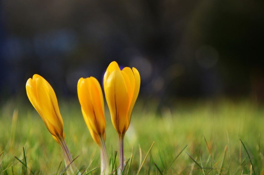 Yellow crocuses in grass.