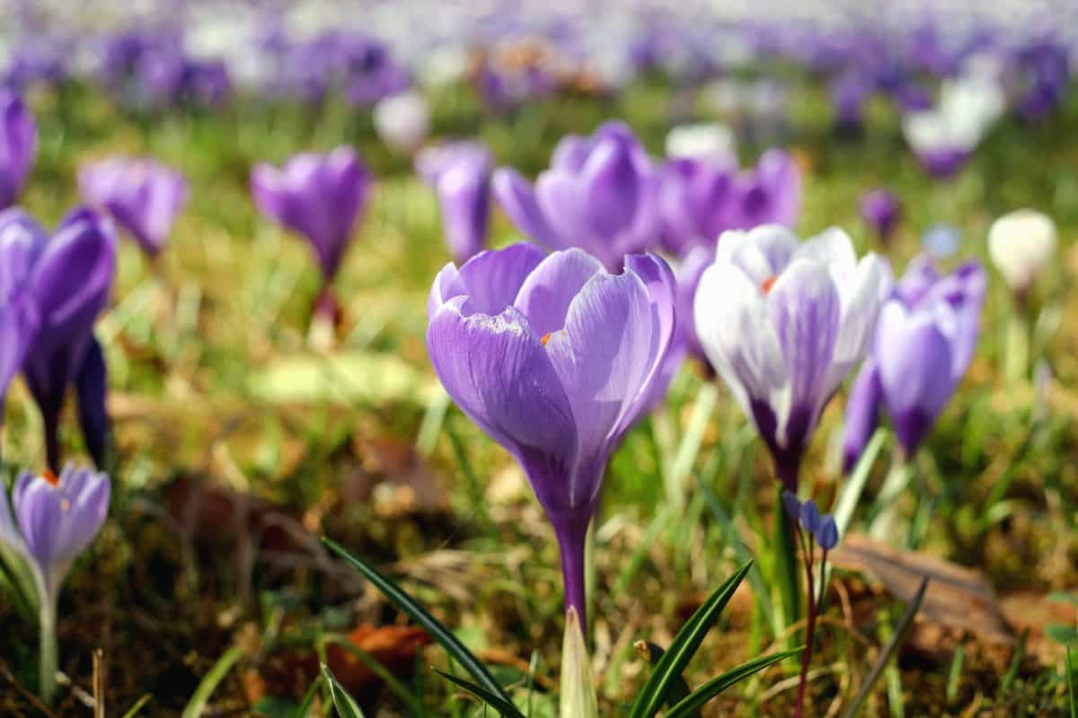 Low to the ground crocuses, not quite in full bloom.