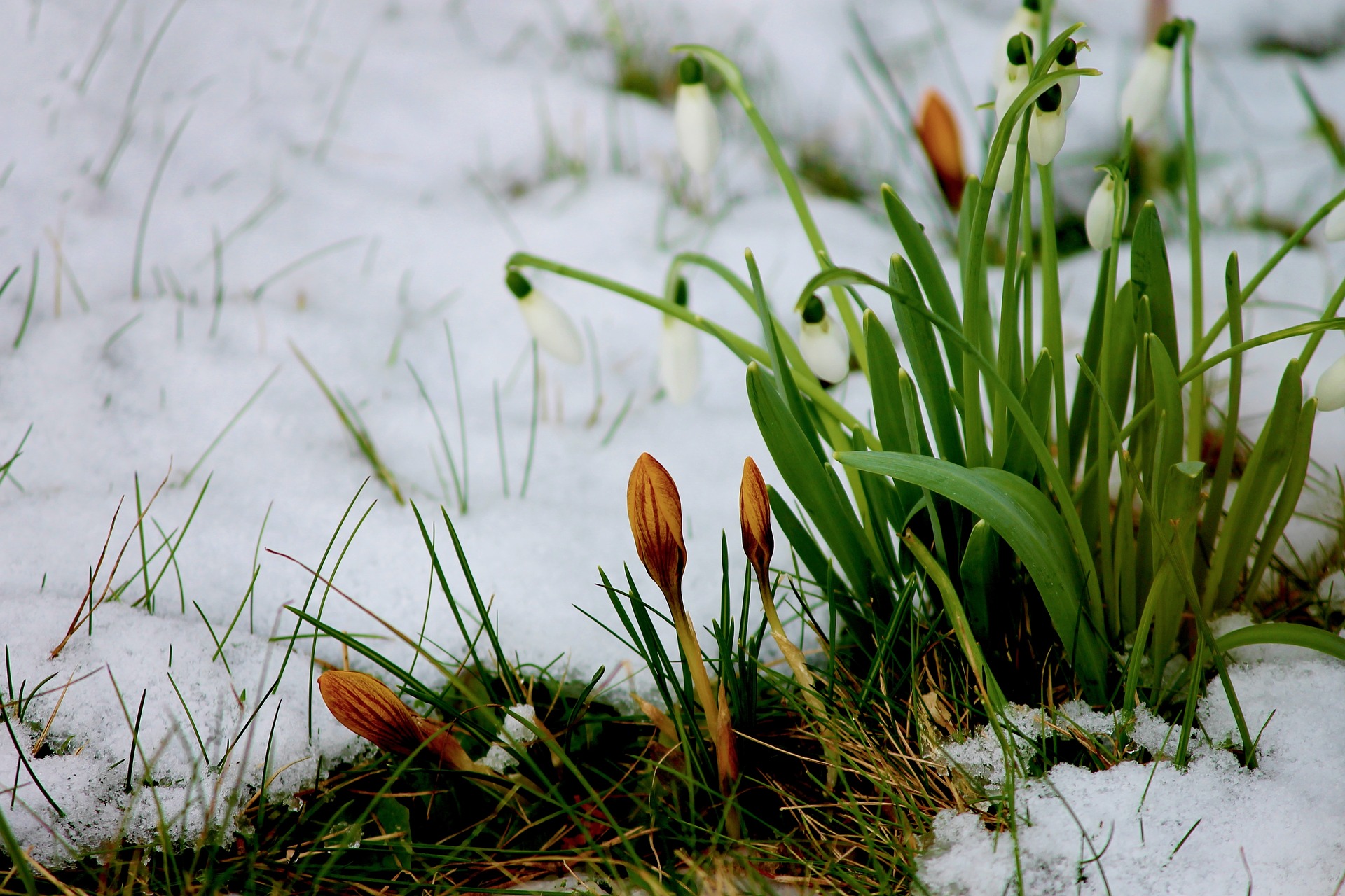 Flowers budding in snow and dirt